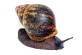Archachatina marginata suturalis Benin adult